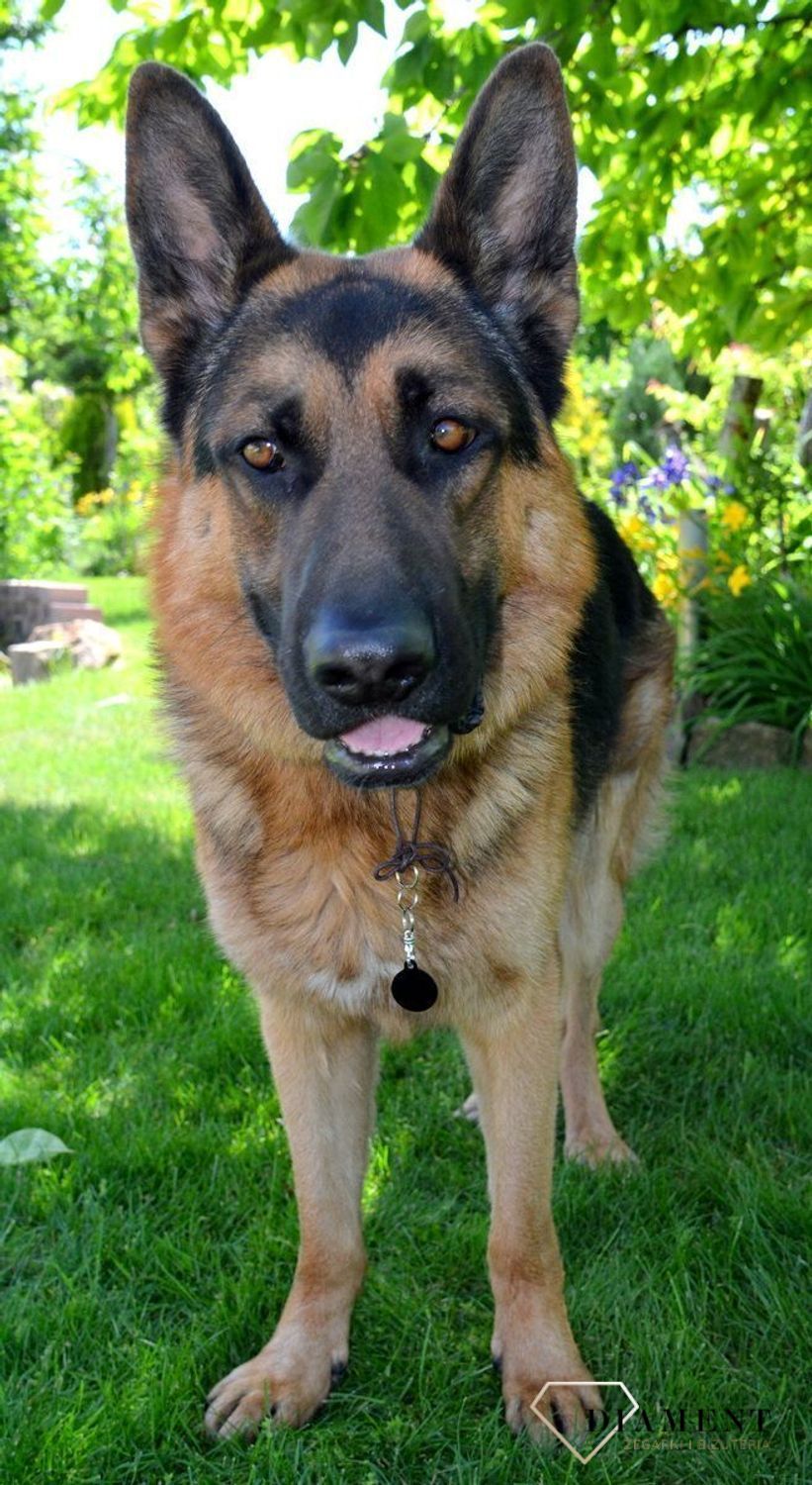 Kółko blaszka dla pupila czarna 2,5 cm z miejscem na grawer.Kółko blaszka dla pupila czarna 2,5 cm z miejscem na grawer. Blaszka w formie adresówki, identyfikatora dla psa. Blaszka z miejscem na grawer..jpg